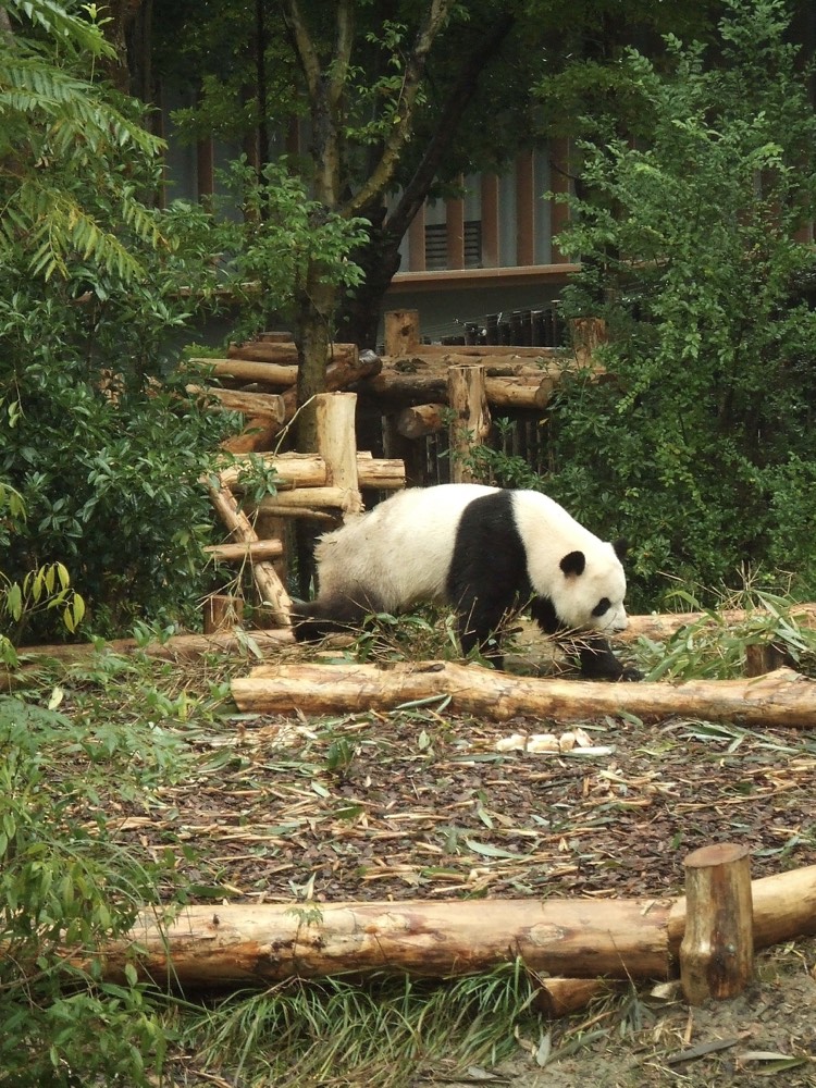 chengdu, sichuan